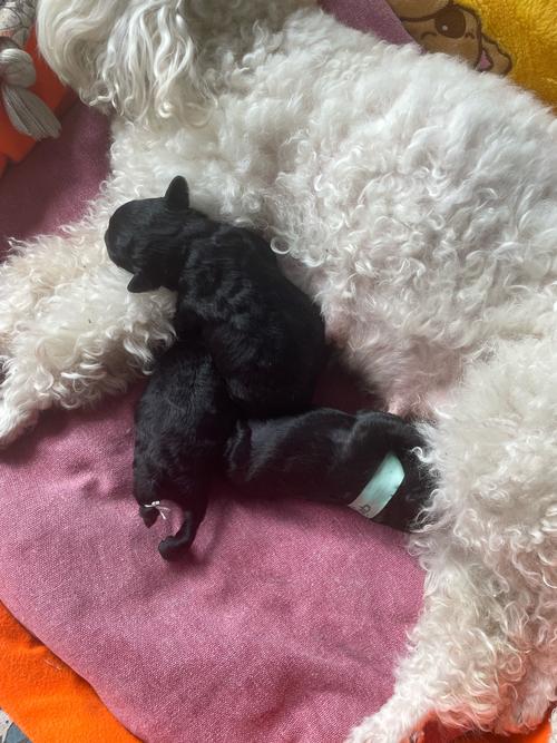 泰迪犬生狗狗的时候,主人要帮忙吗