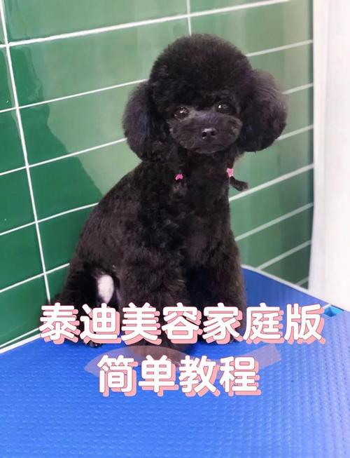 母泰迪生小狗时间多长啊?