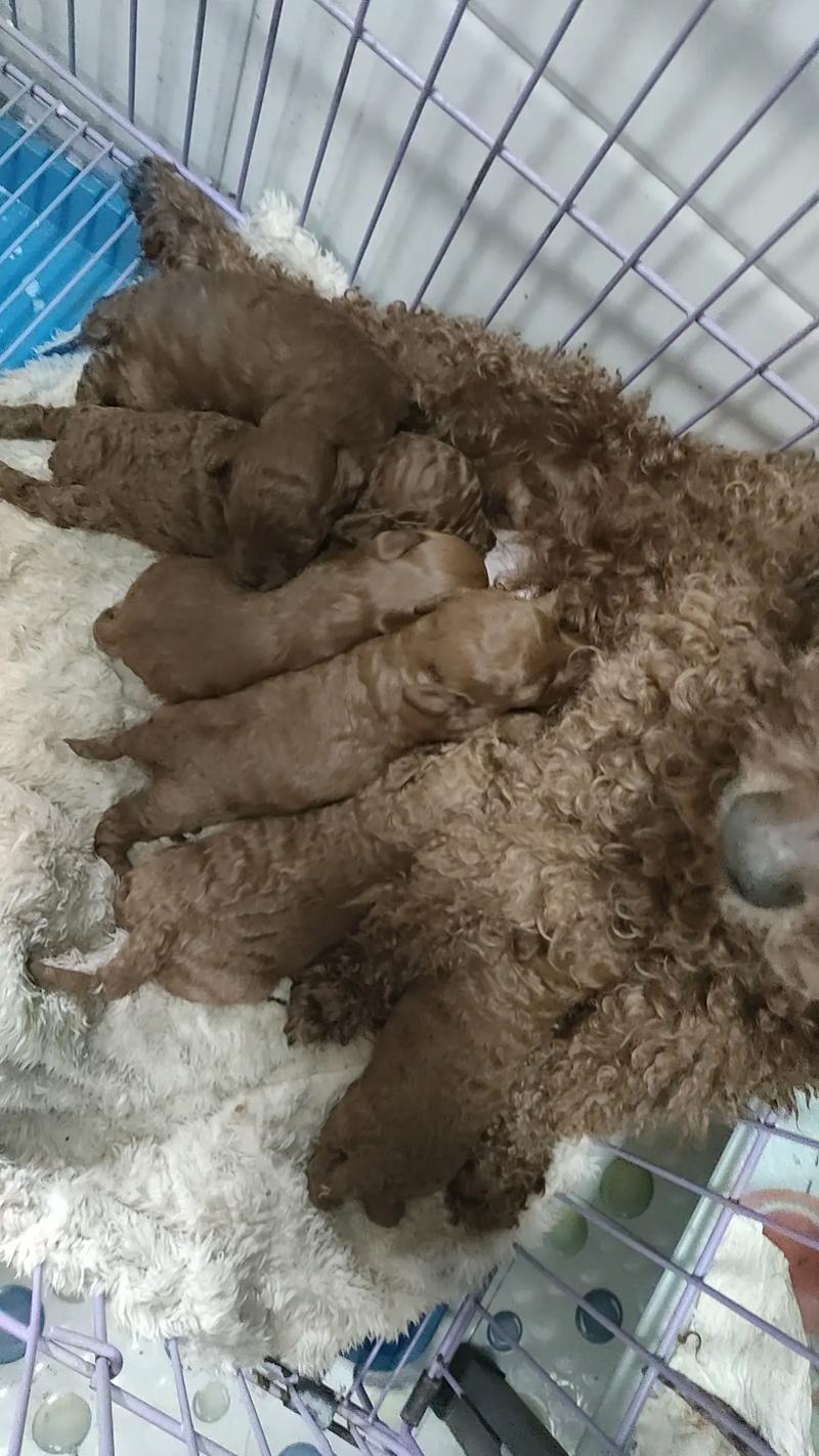 泰迪生小狗要生多久