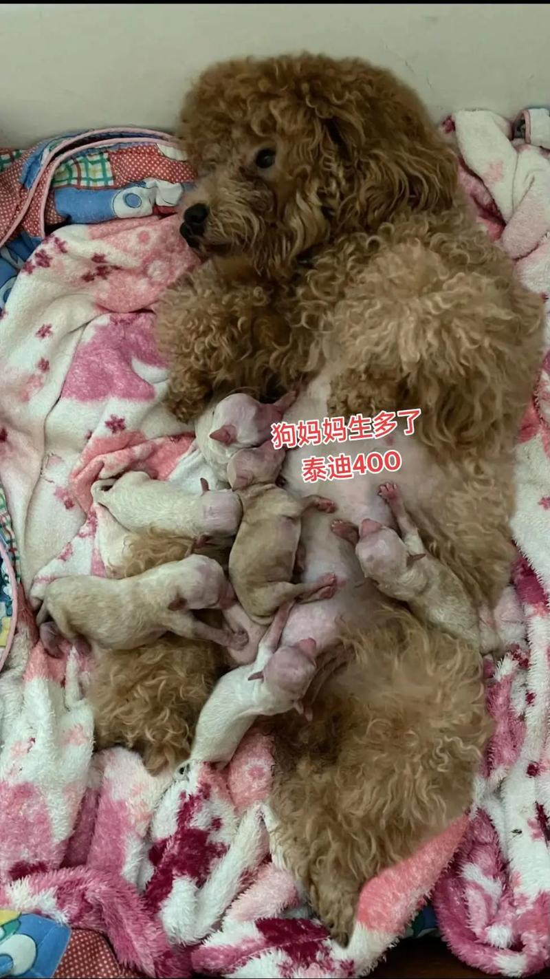 泰迪狗分娩一般多久生完