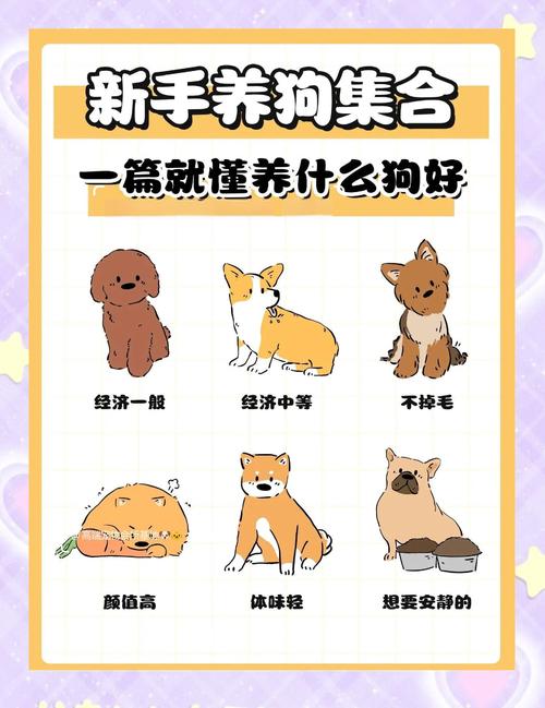 新手养狗必备攻略,有这一篇就够了!