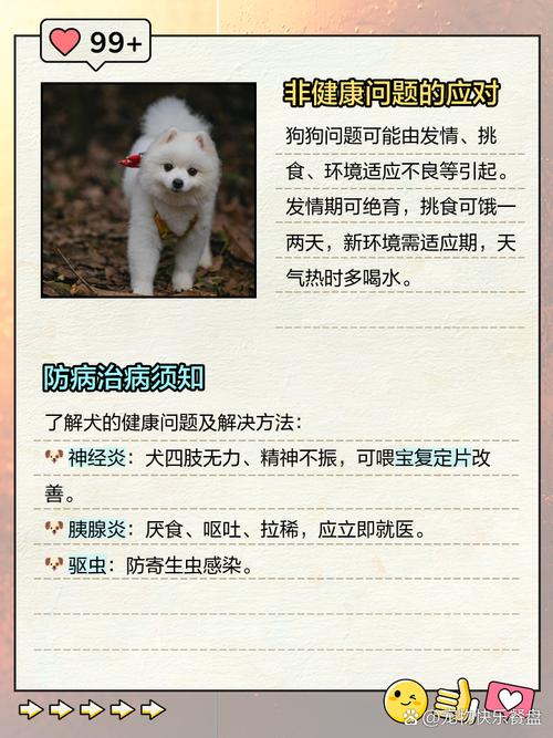 狗狗没有食欲怎么办