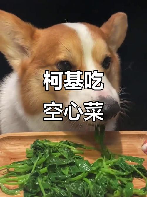 狗狗可以吃空心菜吗