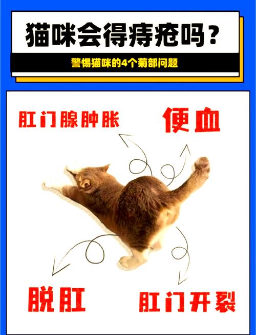 猫屁股流血了是什么