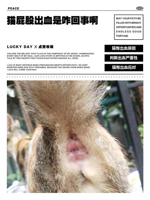 猫咪屁股流血用什么药