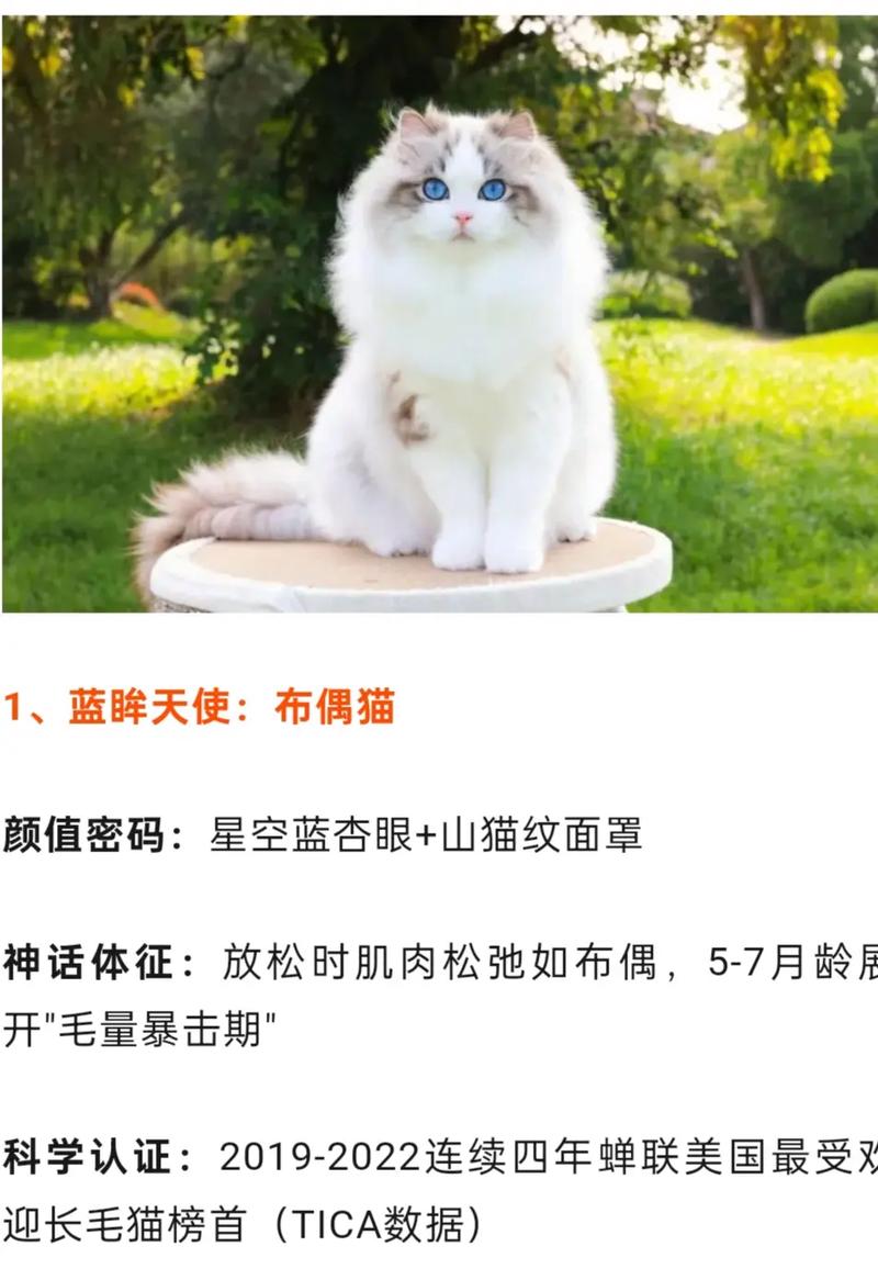 哪种猫咪最萌最可爱?世界前十最可爱猫咪排名榜