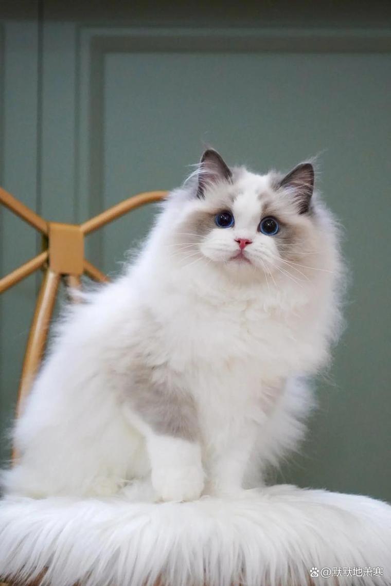 盘点前十可爱猫咪