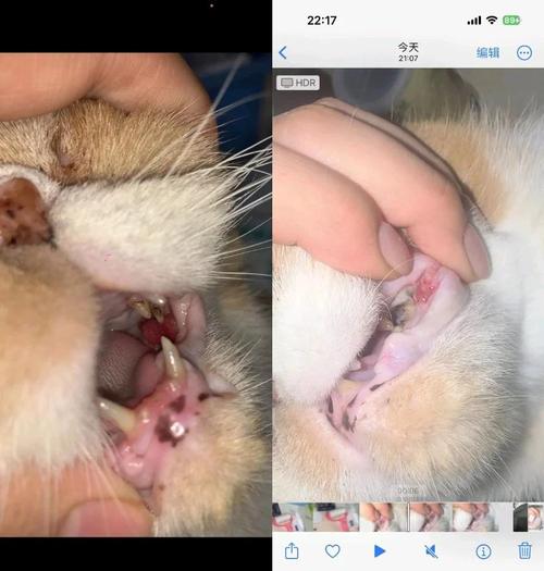 猫口腔肉芽会自愈吗