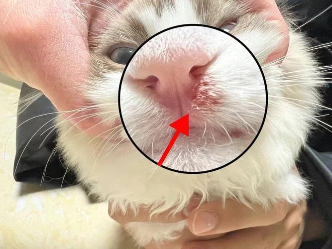 猫嗜酸性肉芽肿会自愈吗