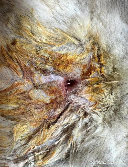 猫咪伤口露肉能自愈吗