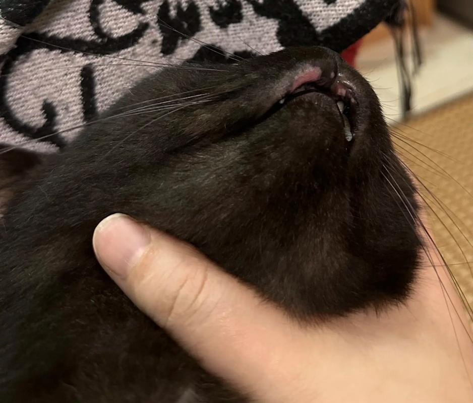 猫咪下巴肿了怎么办?