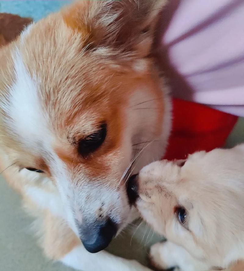 满月的狗狗应该怎么喂养?可从这五个点入手