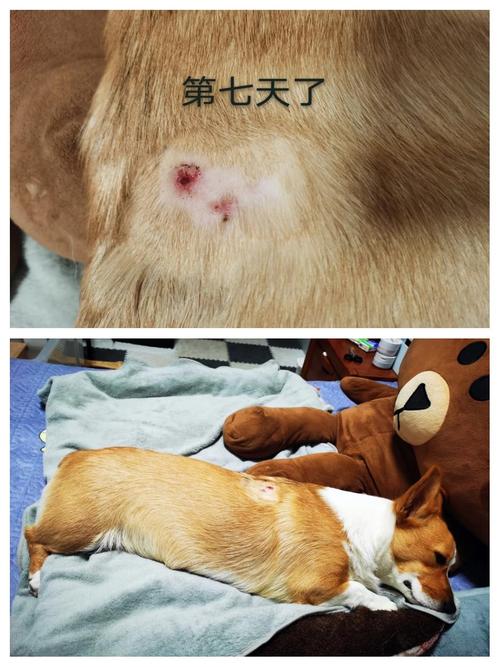 狗狗吃什么伤口愈合快