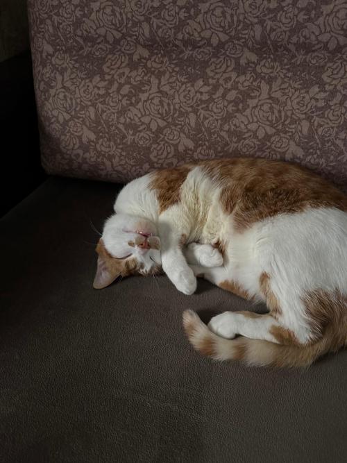 猫和人一起睡的危害?