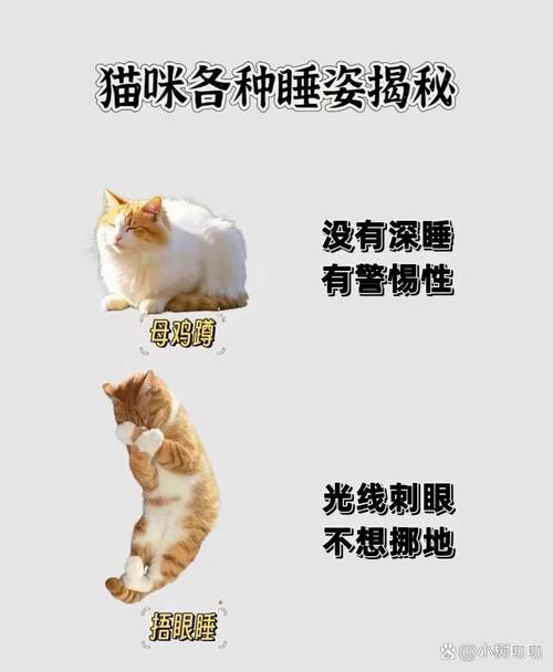 长期跟猫一起睡对人有没有危害