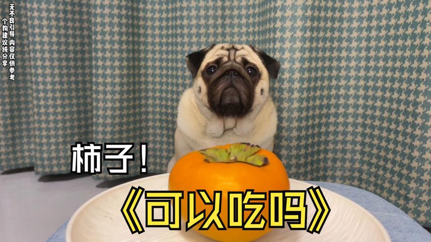 狗狗吃柿子会不会中毒