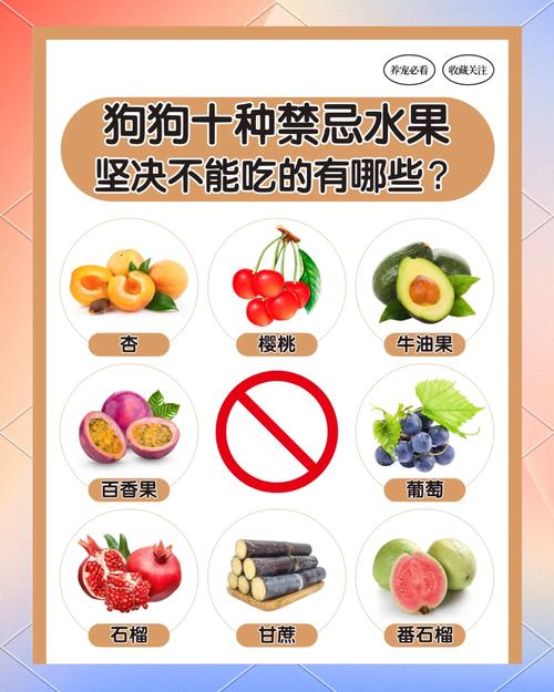 狗狗吃了柿子怎么办