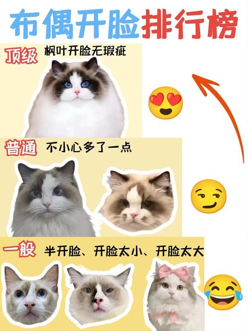 猫开脸什么意思?