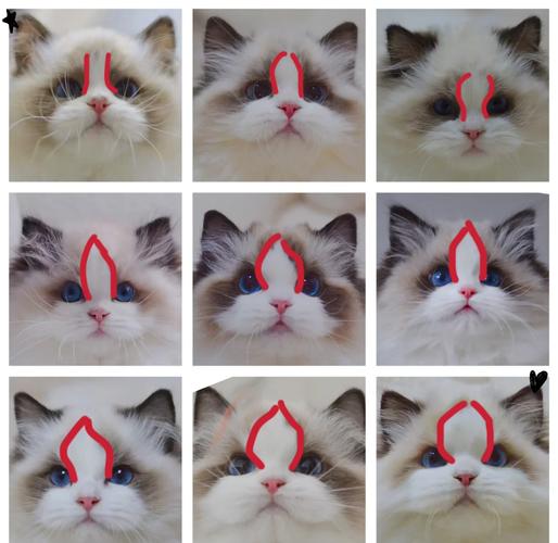 养猫咪应该如何正确的开脸啊?