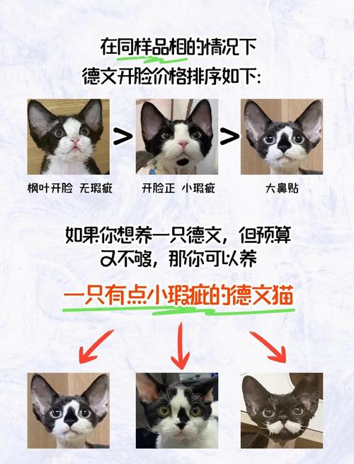 猫开脸是什么意思