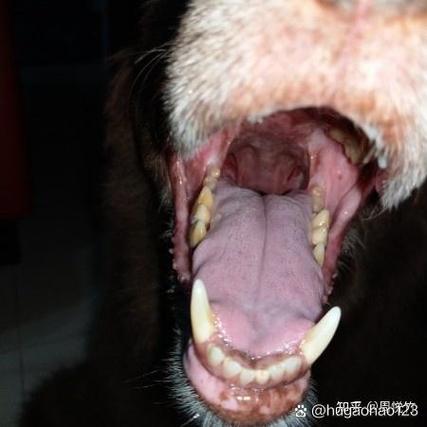狗狗喉咙发炎(泰迪喉咙不舒服有什么症状)
