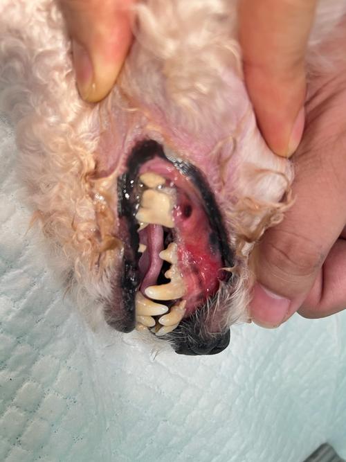 狗喉咙发炎症状