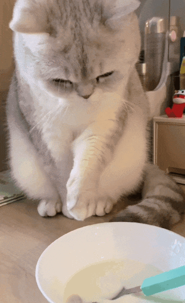 公猫发情期不吃不喝整天趴着、没有一点点精神、己经三天了、怎么办?强...