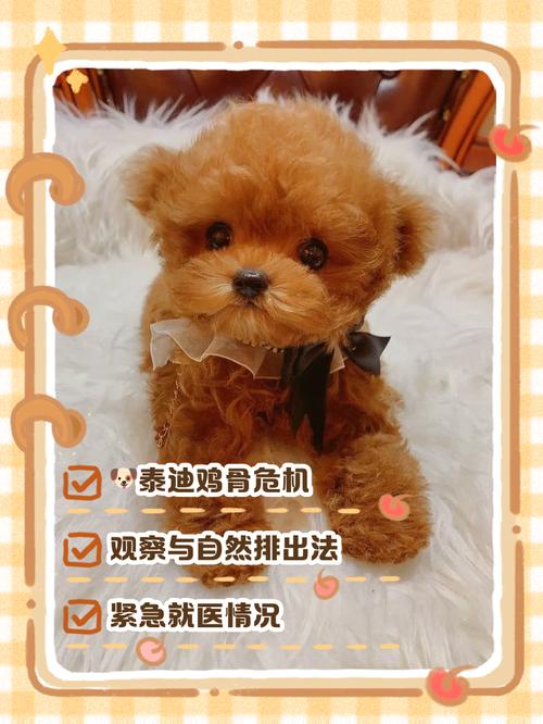 狗狗吃了鸡骨头吐白色泡沫怎么办?