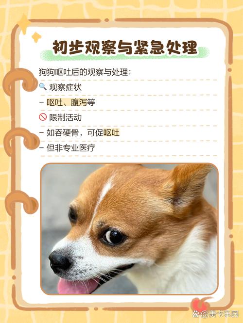 我们家的狗狗吃了鸡骨头,吃了很多,但是很难受,没精神,而且呕吐,不吃饭...