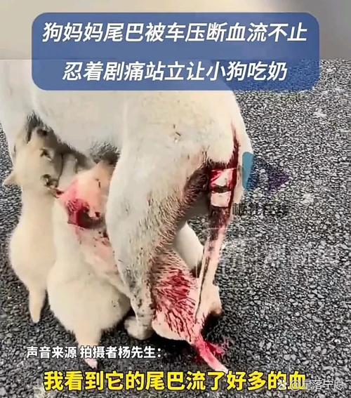 小狗剖腹产麻药扎多了会有什么后果?