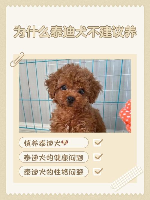 泰迪打麻药会变笨吗