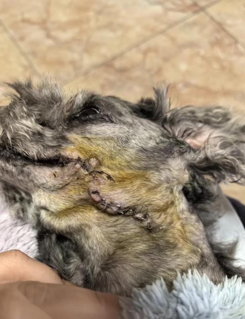 狗狗麻醉后会有什么后遗症吗?