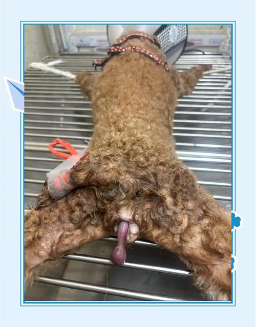 狗狗麻醉后遗症