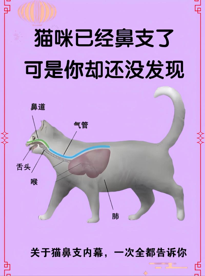 猫咪反复打喷嚏流鼻涕怎么办
