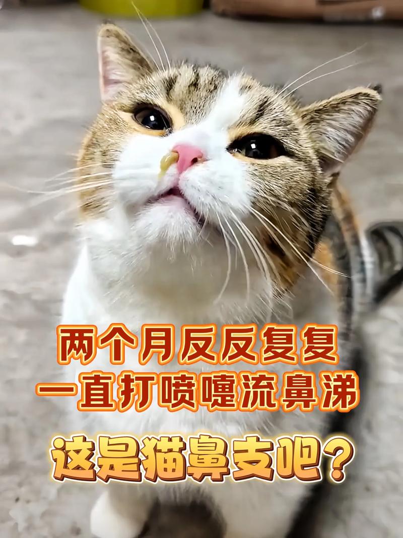 猫咪老是打喷嚏流鼻涕怎么办