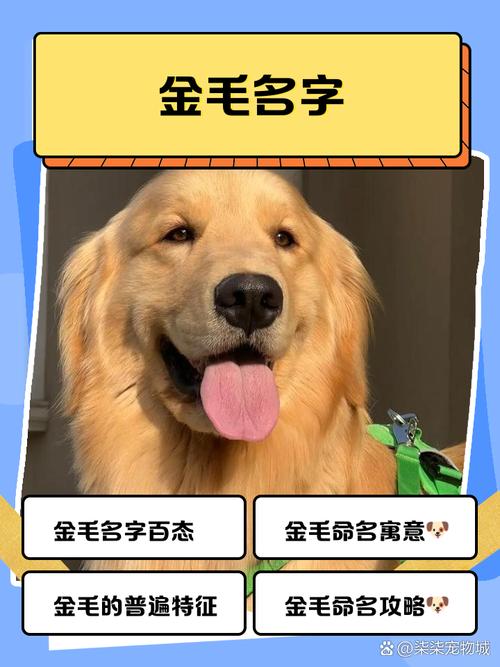 给金毛狗狗取名字