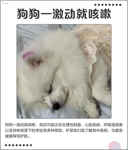 为什么狗狗会晚上咳嗽干呕发出咔咔响的声音?