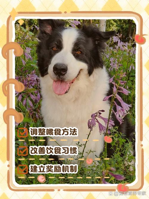 狗狗不吃狗粮怎么办?教你5招,轻松搞定