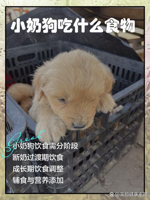 很小的狗狗吃什么比较好
