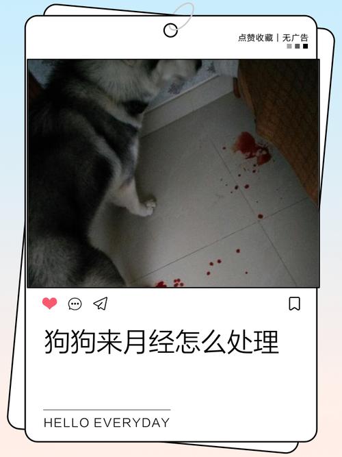 狗狗出现内脏出血会有什么症状表现出来吗?