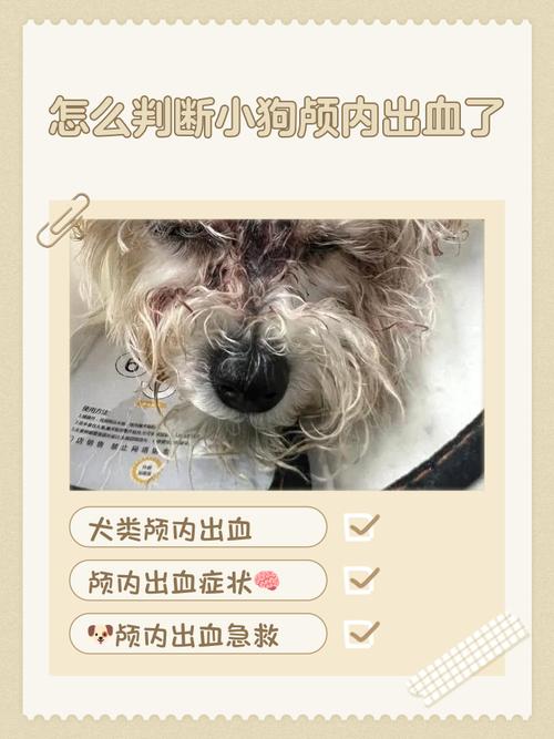 狗狗被车撞内伤的症状