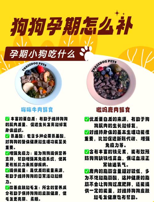 狗怀孕期间的饮食