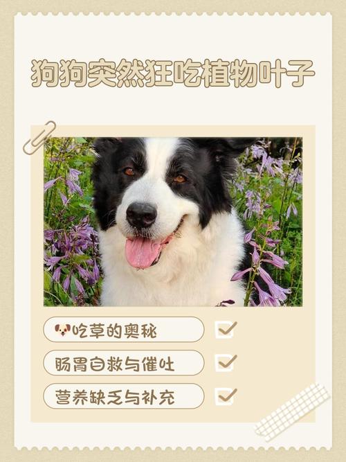 狗狗能不能吃芦荟