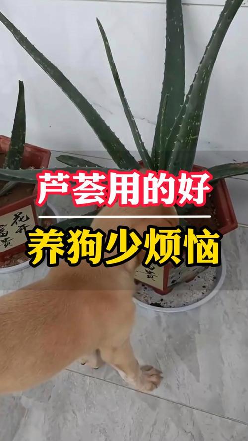 狗狗为什么会吃芦荟