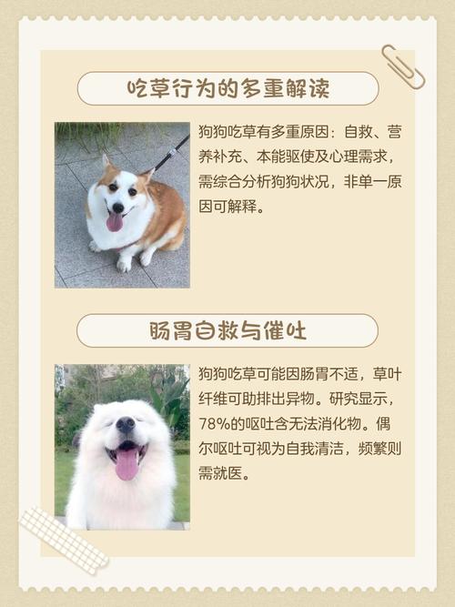 狗狗为什么吃芦荟