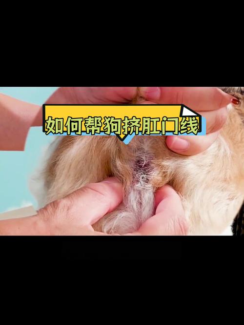 狗狗肛门腺炎的处理