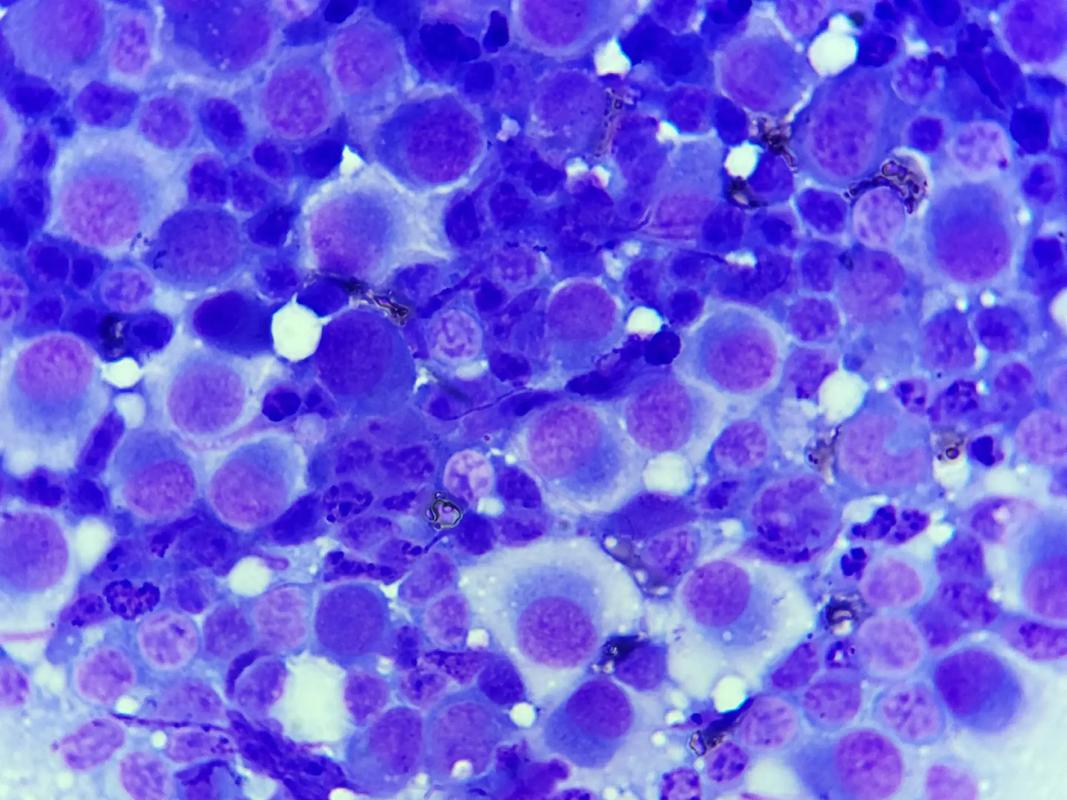 狗狗牙龈瘤有哪些表现?