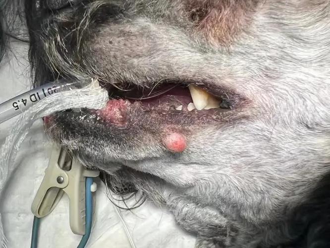 狗狗得肿瘤的症状、类型及治疗方案