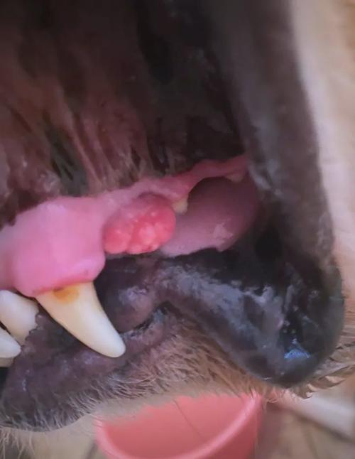 狗狗口腔瘤越来越大是怎么回事?