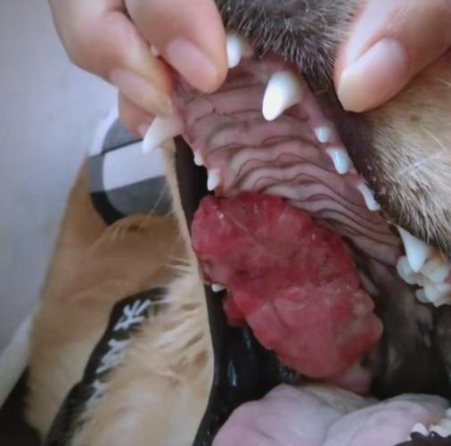 狗狗肿瘤最怕三个地方